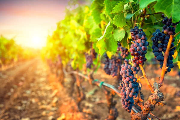 Shareholder action against Treasury Wine Estates Limited